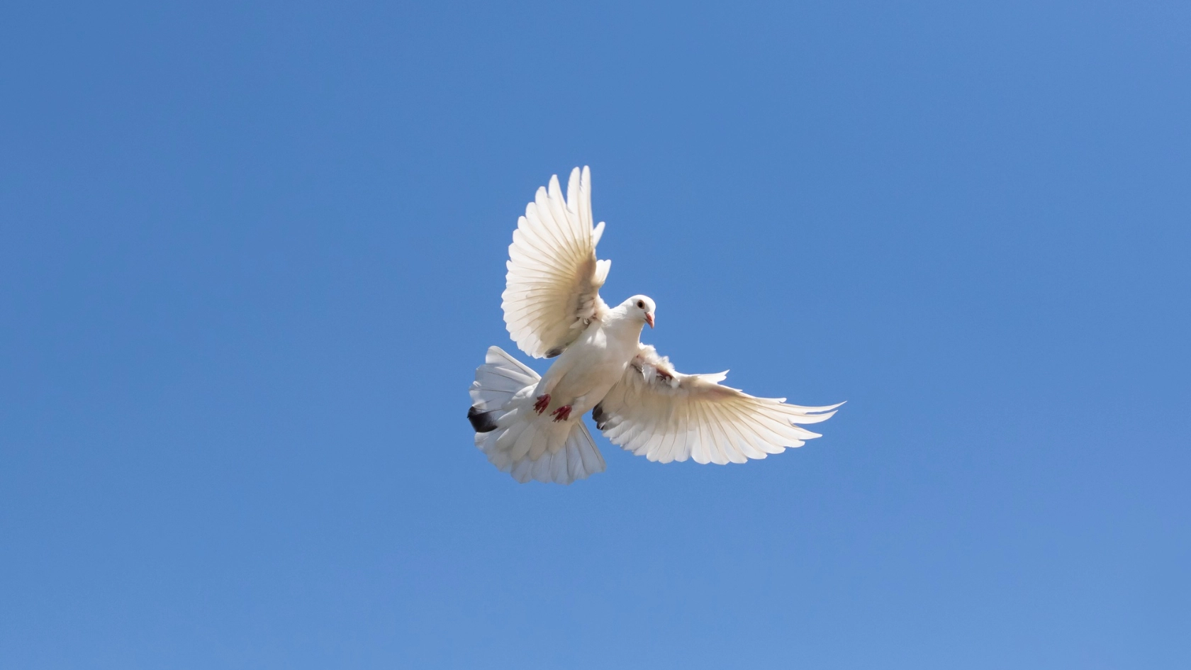 Friedenstaube, Antikriegstag